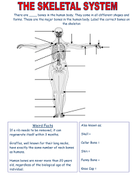 Dive deeper into your bones with this study guide and see the major bones in the body and the role. Skeletal System Worksheets Edexcel Teaching Resources