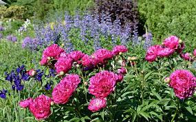 Check spelling or type a new query. Peony Partners Enchanted Gardens