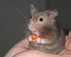 Are Bananas Good For Hamsters 22 Foods Hamsters Can Can T Eat