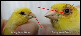 Tips Membedakan Kenari Betina Dengan Jantan Akurat 100