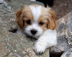 Cavachons have an average exercise need. How Much Does A Cavachon Puppy Cost