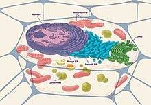 Label the animal cell diagram, with a glossary of animal cell terms on a separate page. Cell Biology Wikipedia