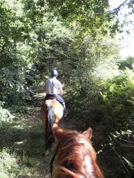 Ночь снижает шум дождя на плитах. Les Ecuries Du Bois De La Touche Vendee Tourisme
