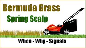 I know you don't recommend burning bermuda lawns but what do you think about scalping? Scalping Bermuda Lawn Spring Bermuda Grass Care