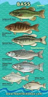 Know Your Stuff Beautlful Genres Of Fish Just Find The