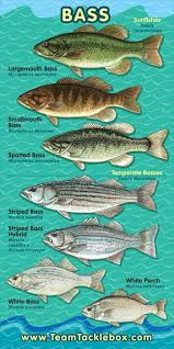 know your stuff beautlful genres of fish just find the