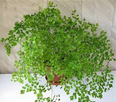 Brown spots on the leaves may indicate damage from the wind and/or sunlight. Maidenhair Fern Indoor House Plants Air Purifier Plant