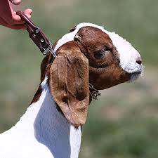 Maybe you would like to learn more about one of these? Goat Collar W Prongs Sullivan Supply Inc