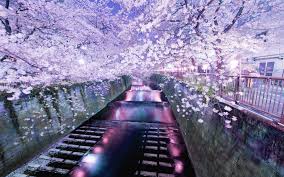 Japanese Flower Garden Night Lights Flowers Night Lights Soft Garden Path Sidewalk Buildings P Beautiful Landscapes Beautiful Nature Beautiful Wallpapers