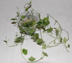 Image result for Zehneria pallidinervia