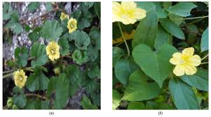 Image result for Merremia pterygocaulos