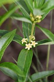 Image result for Fadogia tetraquetra