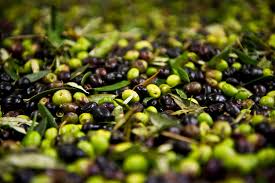 RÃ©sultat de recherche d'images pour "olives"