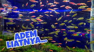 We did not find results for: Gerombolan Ikan Hias Kecil Aquascape Cantik Ikan Hias Air Tawar Youtube