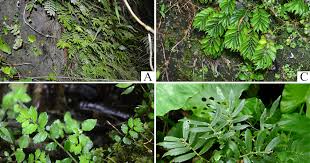 Image result for Elatostema monticola