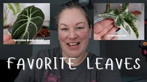 MY FAVORITE LEAVES