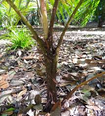 Image result for Acanthophoenix rubra