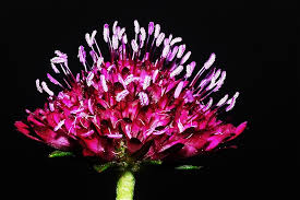 Image result for Tragus pedunculatus