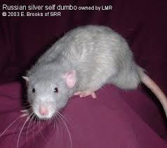 Russian Silver Dumbo Pet Rats Pets Animals