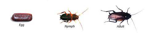 More images for smoky brown cockroach » Smokey Brown Roaches Smokybrown Cockroach Control And Information
