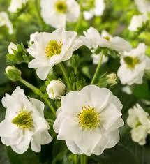 Place one strawberry and two basil leaves in a rocks glass then, using a muddler, press down lightly on the leaves and give a few gentle twists. Berried Treasure Red Strawberry Fragaria Ananassa Proven Winners