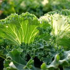 They are very vigorous plants with leaves over 2′ long and half a pound in weight. Yrbj5xjss Oivm