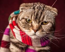 They are wearing festive clothes, isolated on white background. Clothing For Cats How To Find Out If Your Cat Will Enjoy Dressing Up I The Discerning Cat