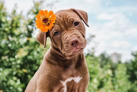 If you'd like to skip the explanations and go directly to the dog names apricot: 200 Best Names For Brown Dogs Chocolate Brunette Brown Dog Names My Pet S Name