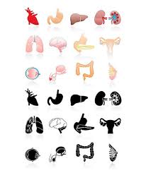 Organs Clip Art 25 High Resolution Png Human Organs Instant Etsy Organ Donation Poster Clip Art Human Organ