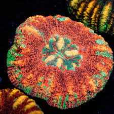 Image result for Acrotome hispida