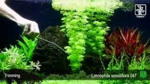 Image result for Limnophila crassifolia