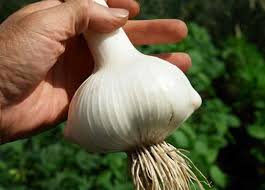 ニンニクの栽培方法 菜園のプロが育て方を詳しく解説 農業 ガーデニング 園芸 家庭菜園マガジン Agri Pick