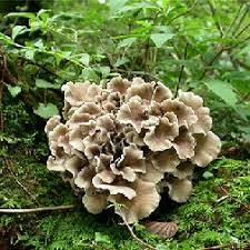 Image result for maitake mushrooms