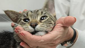 ‪The Black Market for a Lifesaving Cat Drug - Reveal‬‏