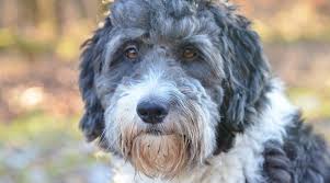 The intelligence of the poodle has made it a favorite dog to make designer hybrid dogs. Australian Shepherd Poodle Mix Aka Aussiedoodle Or Aussiepoo