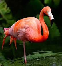 750+ Flamingo Pictures [HD] | Download Free Images on Unsplash