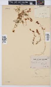 Image result for Crotalaria laburnoides