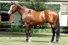 Le Cheval Le Plus Cher Du Monde