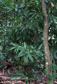 Image result for Monoon