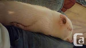 Did you scroll all this way to get facts about pet pig for sale? Mini Juliana Pet Pig For Sale In Victoria British Columbia Classifieds Canadianlisted Com
