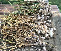 Maybe you would like to learn more about one of these? What You Need To Know About Harvesting Curing Garlic Simplify Live Love