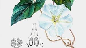 Image result for Ipomoea alba