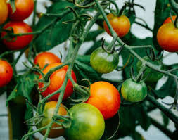 Of course, once you get over the planting, caring, and waiting for fruit. Fruits Herbs Vegetables Grow Your Own Long Island Garden