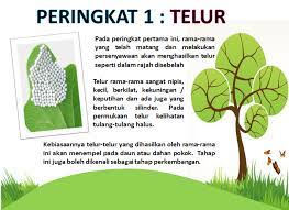 Ulat bulu ini mempunyai nafsu makan yang menakjubkan selama dua atau tiga minggu. Peringkat Kitaran Kitaran Hidup Rama Rama