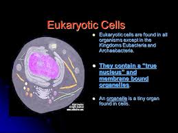 Check spelling or type a new query. Cell Organelles Prokaryotic Cells A Prokaryotic Cell Lacks A Nucleus And Membrane Bound Organelles A Prokaryotic Cell Lacks A Nucleus And Membrane Bound Ppt Download