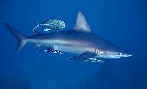 Maybe you would like to learn more about one of these? France Offers To Pay Fisherman To Fix Its Bull Shark Problem After Another Surfer Is Killed Bull Shark Shark Shark Attack