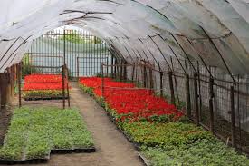 Dotari de ultima generatie, in functie de nevoile. Raadpfl DispusÄƒ SÄƒ Cheltuie 190 000 De Euro Pe Flori Arbori Si Arbusti