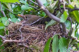 Oft bauen sich amseln ihren nistplatz auch in balkonkästen, zum beispiel inmitten von dicht. Brutzeit Von Amseln Wann Bruten Die Vogel Im Garten