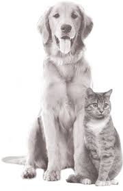 Grandma Mae S Country Naturals The Pet Food Owned By Independent Pet Stores