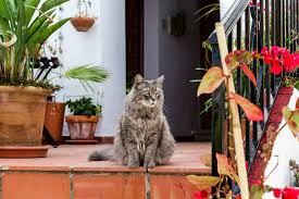This is an index of scientific plant names that start with the letter c in alphabetical order. Photo Of Gray Long Fur Cat On Floor Next To Potted Flowers Free Stock Photo